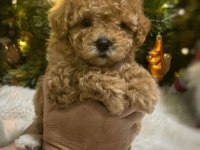 Toy poodle puppy