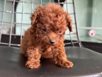 Petmode köpek çiftliğinden tea cup kore poodle