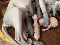 Şecereli Sphynx Yavrular