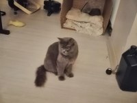 ORİJİNAL DİŞİ BRİTİSH LONGHAİR KIZGINLIKTA YUVA ARIYOR
