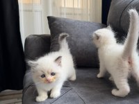Anne Altından Safkan Ragdoll Yavru Kediler