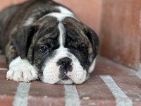 Harika anatomi ingiliz bulldog