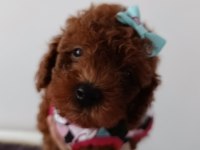 SAFKAN RED BROWN TOY POODLE YAVRULAR ÜST KALİTE