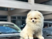 Erkek ve dişi pomeranian boo
