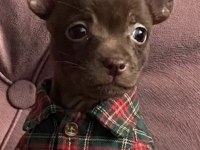 Şivava Pinscher