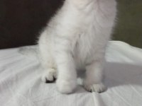 British shorthair sevimli yavrular
