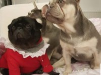 Lilac tan quad french bulldog