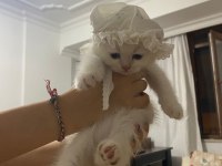 2.5 aylık erkek scottish kedi