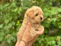 Irkının harikası maltipoo yavrularım