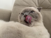 Duman ev arıyor british shorthair