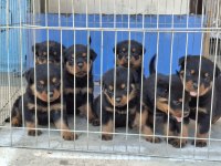 A şecereli macar koca kafa küt burun rottweiler yavrular