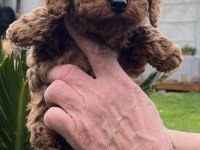 Toy poodle yavrularımız