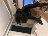 French bulldog yavruları
