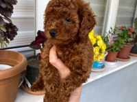Tüy dökmeyen aşılı ve pet eğitimli poodle yavrum