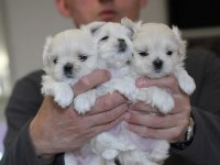 KOREAN MALTİPOO 1.250 gram