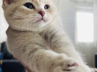 3 aylık british shorthair dişi kedimiz
