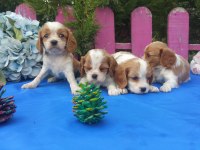 Çok sevimli cavalier king charles yavrularımız