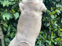 French buldog dişi