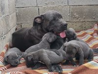 Cane Corso 6 erkek ve 4 dişi