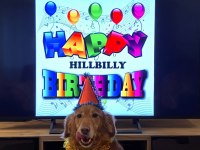 Güzel kalpli golden retriever odie