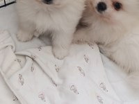 Pomeranian Boo Erkek Ve Dişi Yavrularımız