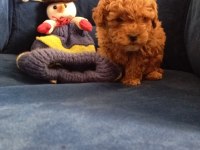 Poodle uygun bütçeli olanlar kaçırmasın