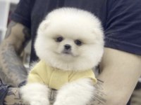 Pomeranian Boo Köpeği