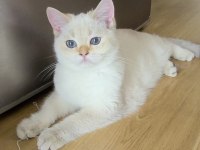 5 british shorthair golden point erkek