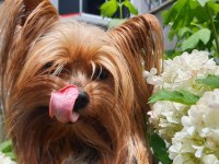 Yorkshire terrier erkek çipli ve sağlıklı