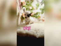 Kendi kızımın chihuahua bebekleri