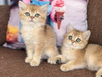Efsane güzellikte british shorthair bebekler