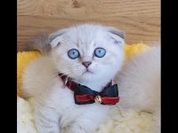 Maviş lynxpoınt scotısh Fold bebeğim 