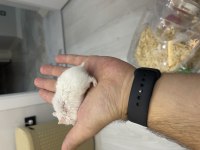 Gonzales hamster çok cuzi gelen alır