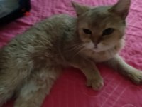 British shorthair kedisi
