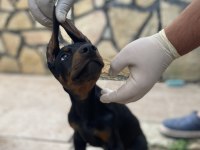 Atletik Doberman Bebekler