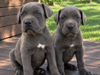 Cane corso yavrular ırk sağlık garantili