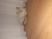 Çok uysal bütün aşıları yapılmış british shorthair