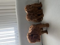 KORE POODLE YAVRULARI
