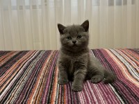 British shorthair yavru