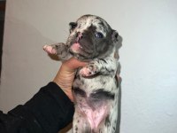 Egzotik ve standart fransız bulldog