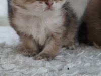 Chinchilla yavruları