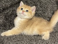 Anne Baba Şecereli Safkan Golden British Shorthair Erkek