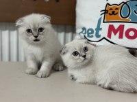 En güzel british shorthair ve scottish fold yavrularımız