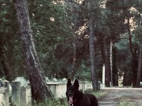 Nadir Olanlardan Siyah Kurt Köpeği (Erkek)