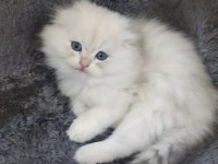 İstanbul içi 7/24 Adrese teslim British longhair