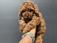 Petmode köpek çiftliğinden çikolata toy poodle