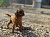 Toy poodle