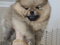 Pomeranian köpeği