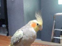 Sultan Papağanı Bir Buçuk Yaşında