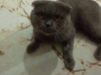 scottish fold